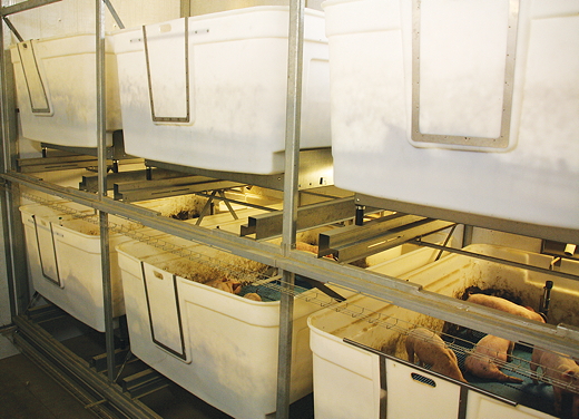 The HyCare system’s moveable pens are stacked two-high in the Nursing and Growing Rooms