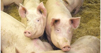 Devenish: Maximising sows’ nutritional intake for a performance boost Sows
