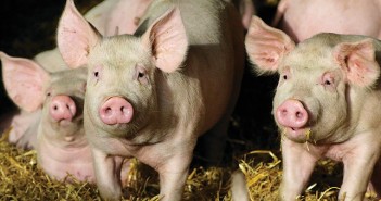 People – not production systems – dictate the welfare of our pigs Real Welfare