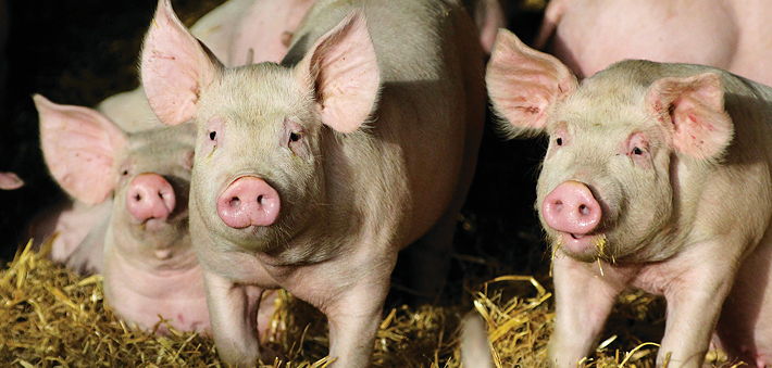 The Welfare of Pigs