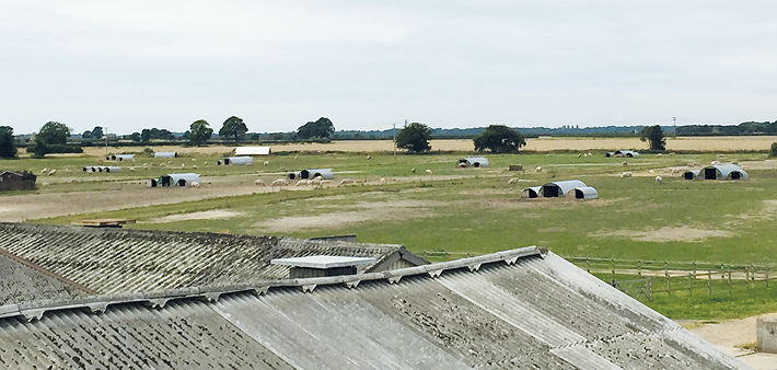 Sows are housed in group dry sow huts for 16 weeks. They then move into individual farrowing huts where they stay for five weeks