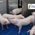 Nutreco pig research + logo