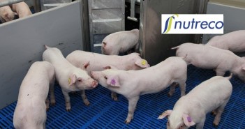 Nutreco commits to “anticipatory research” in pursuit of AMR solutions Nutreco pig research + logo