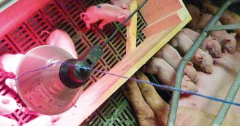 Farrowing house management – it’s all in the detail 1511-AHDB-Nursery