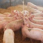 1511-MSD_diagnostics