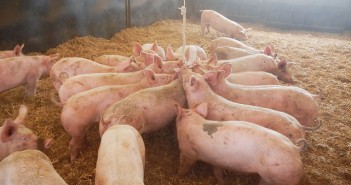 Added-value services help establish a herd’s PRRS status 1511-MSD_diagnostics
