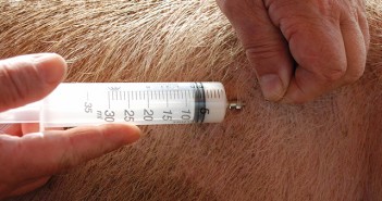 We need your help to better understand antibiotic usage on pig units AHDB_eMedicines_injection