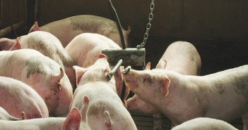 Selling the right pigs at the right time helps maximise income 1602-AHDB_Pork_growers_A