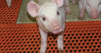 Livestock antibiotic sales fall to record low levels Two parallel systems of production may be required, with pigs produced antibiotic-free being moved across to conventional production if antibiotic treatment is required