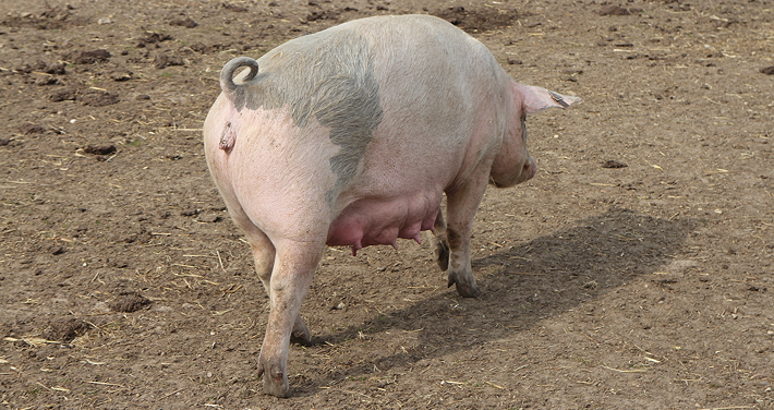 1603-Outdoor_sow