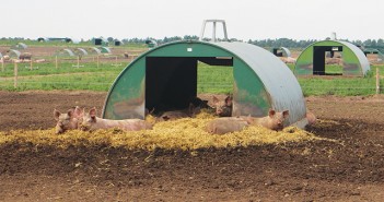 Hot air balloons and dung heap maps… it must be inspection season 1603-Outdoor_sows