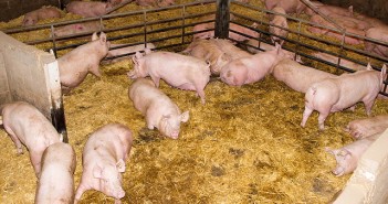 ForFarmers launches new data analysis tool Pigs