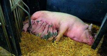 Is it time to move on from the farrowing crate? mde