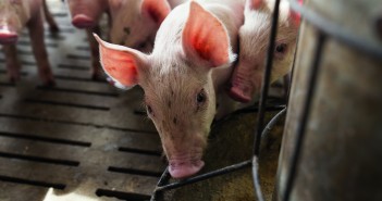 UK pig industry ‘should make the case for Government support to address AMR’ shutterstock_281988653