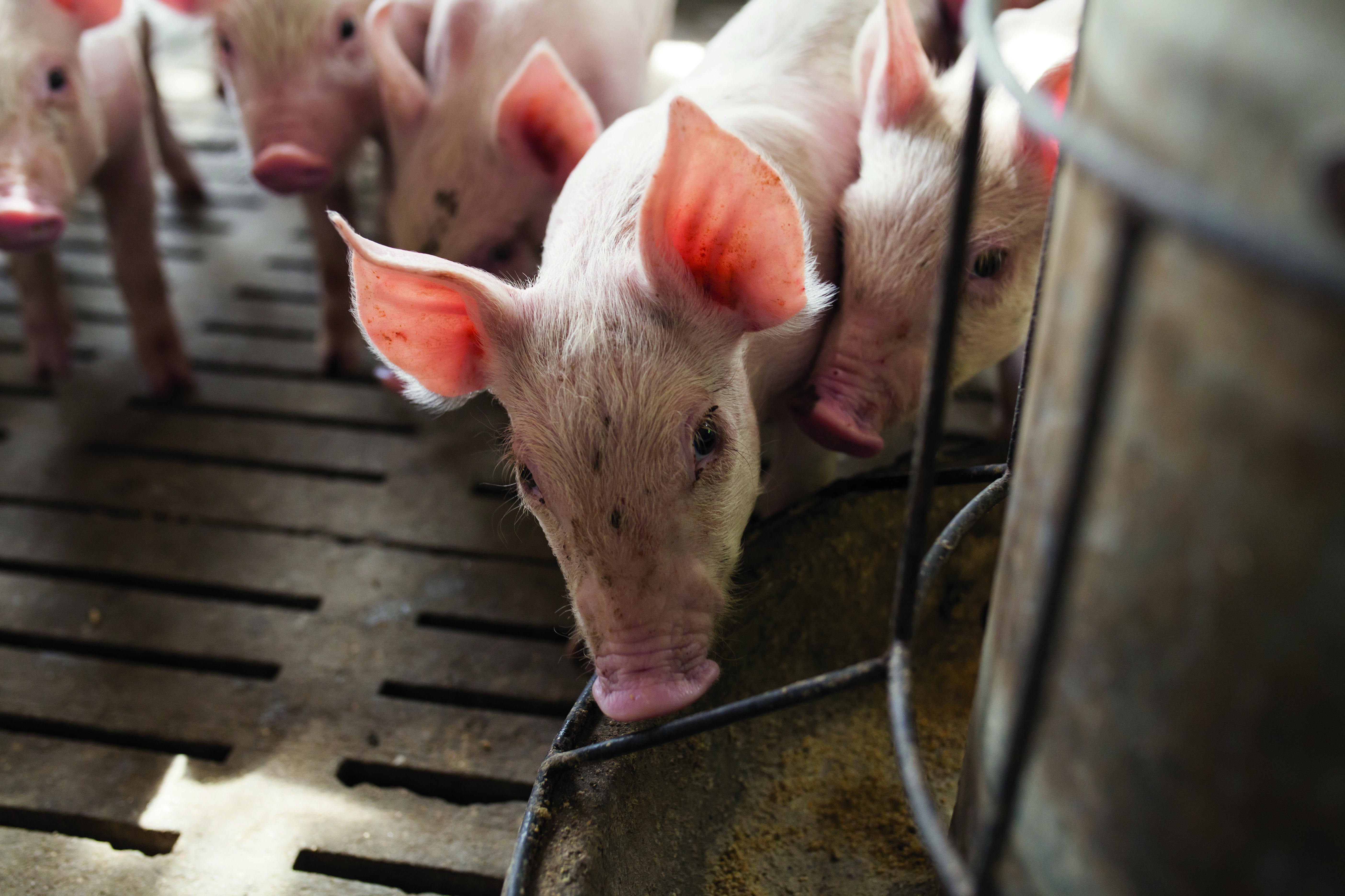 uk-pig-industry-should-make-the-case-for-government-support-to-address