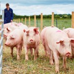 University of Leeds pig farm2