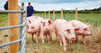 UK Pig herd largest since 2003 University of Leeds pig farm2