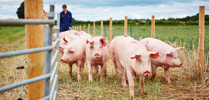 University-of-Leeds-pig-farm2.jpg
