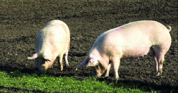 Whisper it, but we all secretly know outdoor pigs rule, OK? shutterstock_9493090