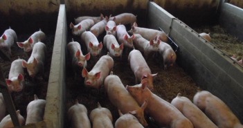 NPA warns pig keepers after farmer fined for feeding sandwiches 12D Uniform and healthy. Porters finsihing pigs