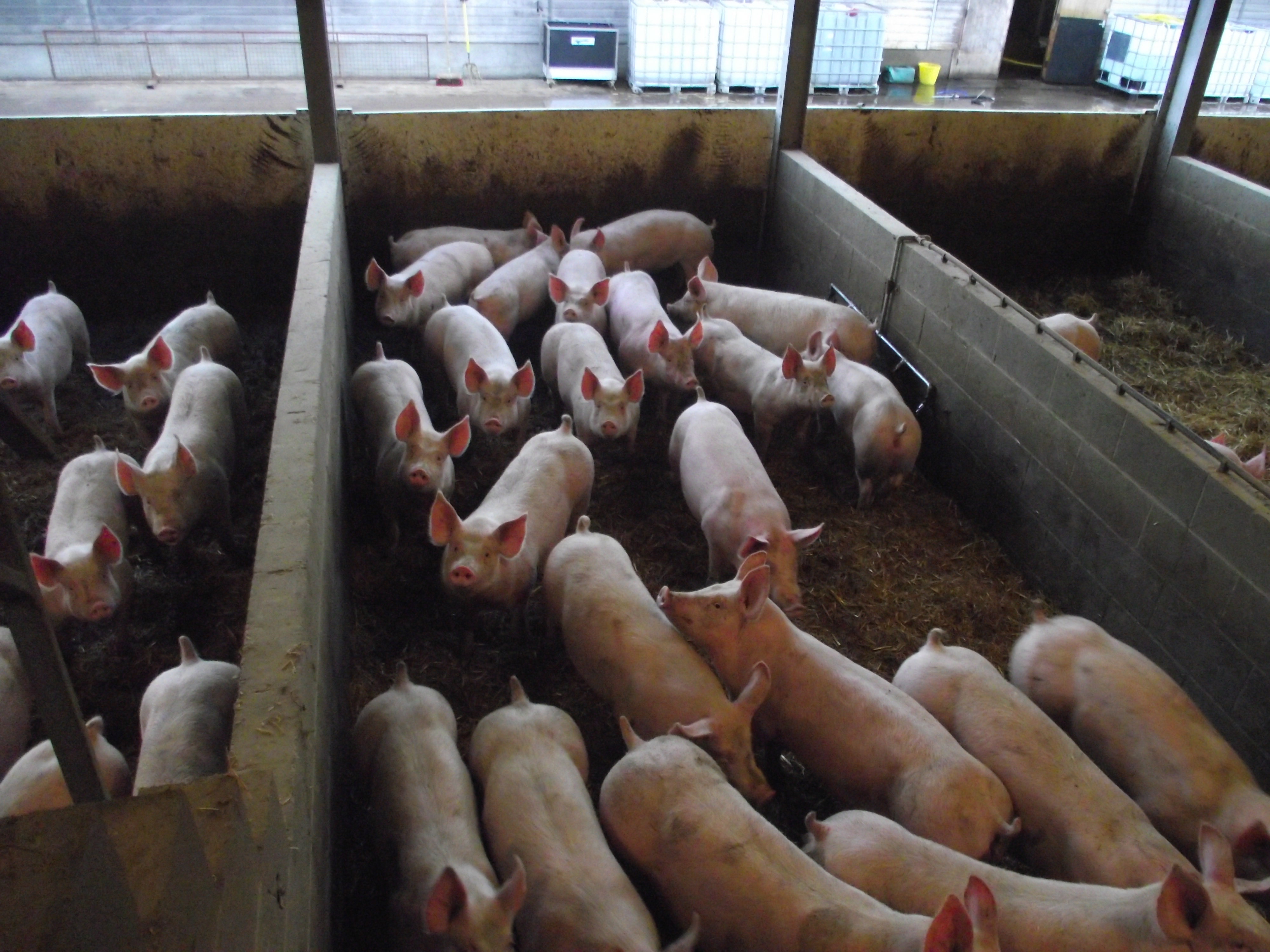 NPA warns pig keepers after farmer fined for feeding sandwiches Pig World