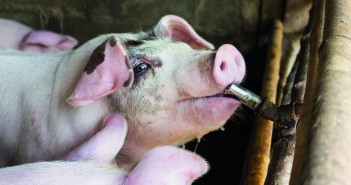 Water versus feed – why medicating via water can deliver benefits all round shutterstock_394912198