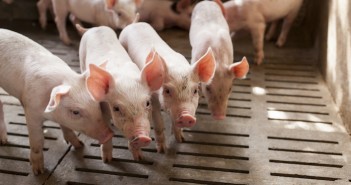 Survey highlights huge gap between best and worst performing pig farms pigs002