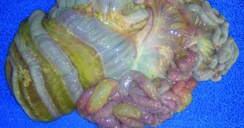 Preventing oedema in post-weaning pigs