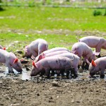 Pigs rarely show signs of a leptospirosis infection, yet they can easily contract the disease from the environment and contaminated water supplies