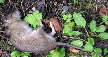 Seven schemes expected to qualify for rodenticide regime in 2018 deadrat (1)