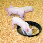 shutterstock_37250218