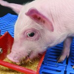 shutterstock_485606524