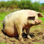 shutterstock_337684571