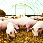 Animal health and welfare prioritised in election manifestos, says BVA shutterstock_466574420