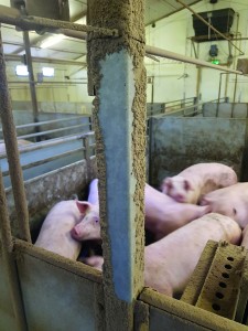 The EPI equipment, set up in a finisher room at Harper Adams University, only used around 2p worth of electricity per pig over 14 weeks