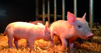 Roslin research to spearhead genetic understanding Roslin Pigs_2