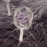 bacteriophage