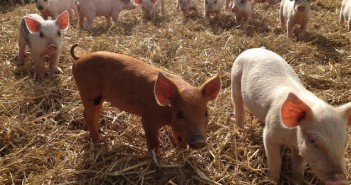 New pig-innigs for the NPA’s new recruit piglets2