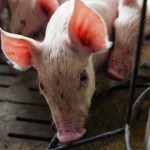Mechanical mayhem may be just the dietary kick my pigs needed pigs feeding
