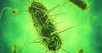 How a varied programme can control Salmonella shutterstock_434079139