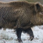 wild boar