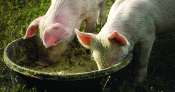 How consumer power could end Russia’s antibiotic silence shutterstock_23205169
