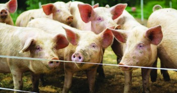 Police appeal for information after 200 pigs stolen in Cheshire shutterstock_458335312