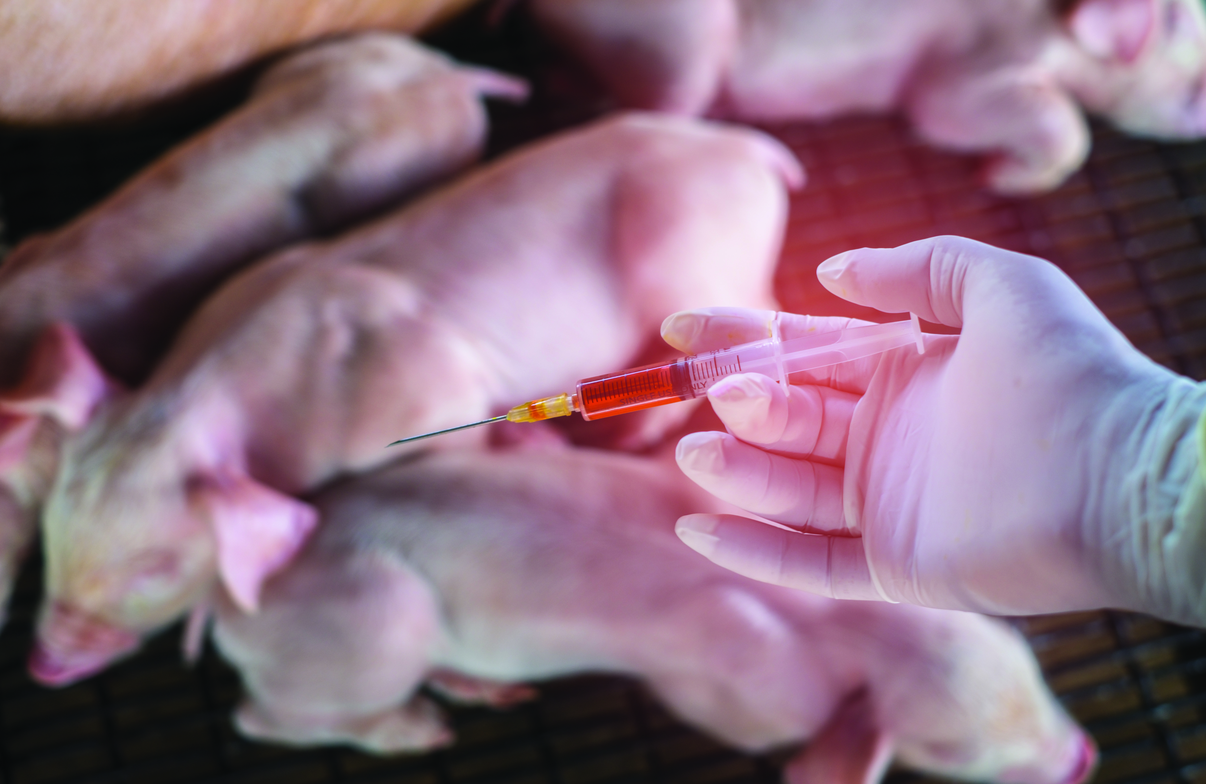 Pigs 2022 Biosecurity the key to reducing antibiotic use Pig World