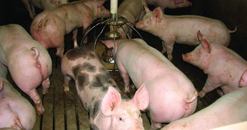Probing the winning formula for pig diets Finishers_feeding