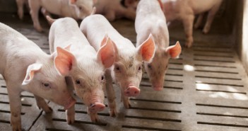 NPA urges planners to base decision on facts – and ignore scaremongering pigs002