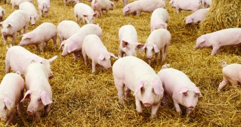 The large farm debate – why big isn’t bad for the UK pig industry shutterstock_118198666