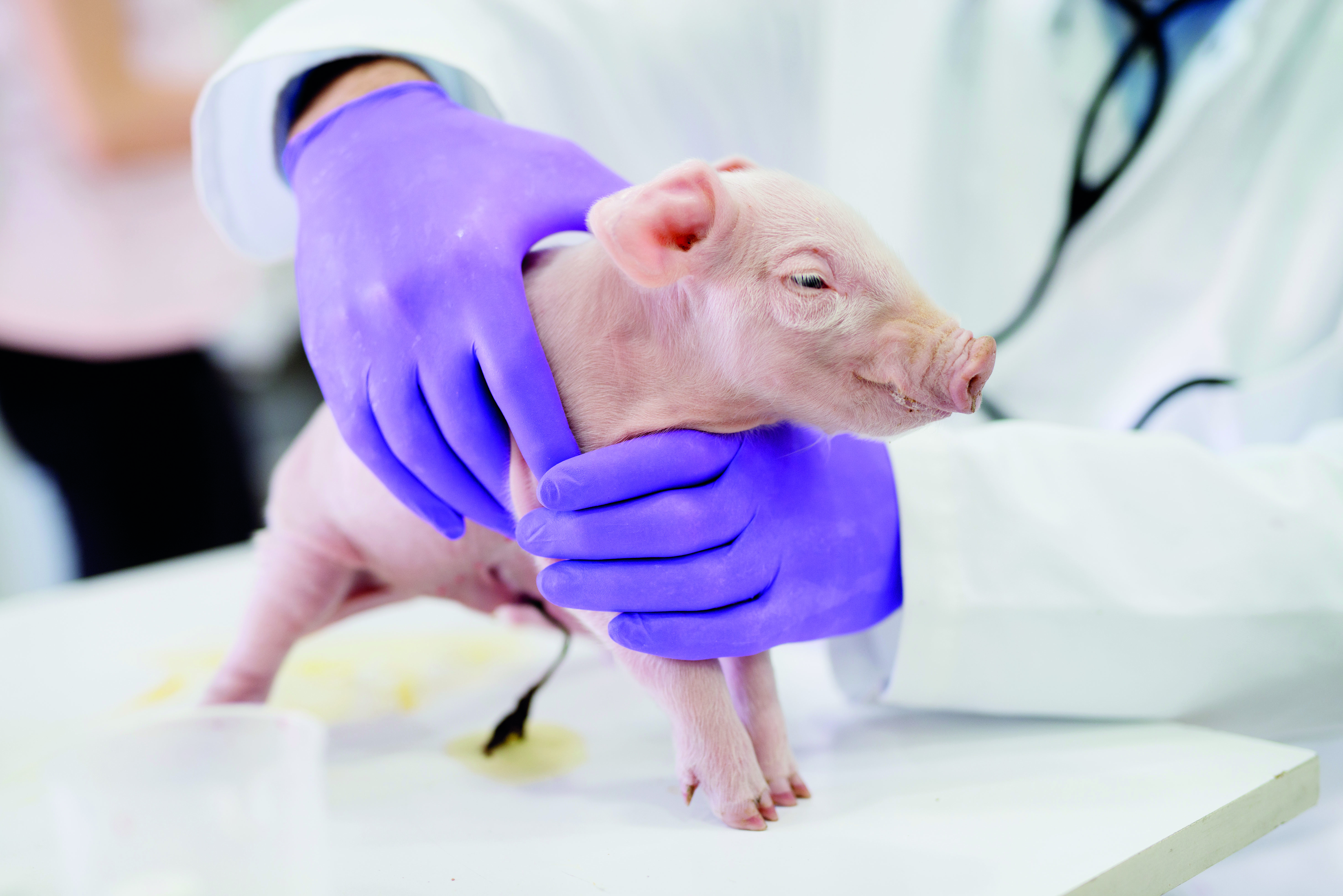 Animal medicines industry believes UK can be global leader on animal ...