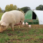 RSPCA Assured announces phased return to ‘contactless’ on-farm assessments Outdoor pigs