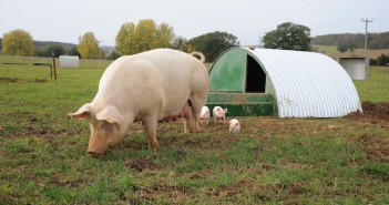 Industry unites on world-leading traceability Outdoor pigs